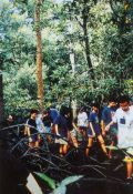 group of students in a mangrove forest
