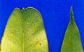 close-up of leaf tips