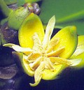 close-up of flower and bud