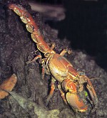 close-up of mud lobster