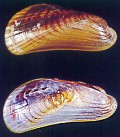 close-up of empty shells