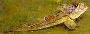 close-up of giant mudskipper in water