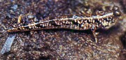 close-up of dusky-gilled mudskipper