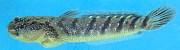 close-up of blue-spotted mudskipper