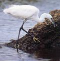 little egret at water's edge